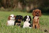 CAVALIER KING CHARLES 724